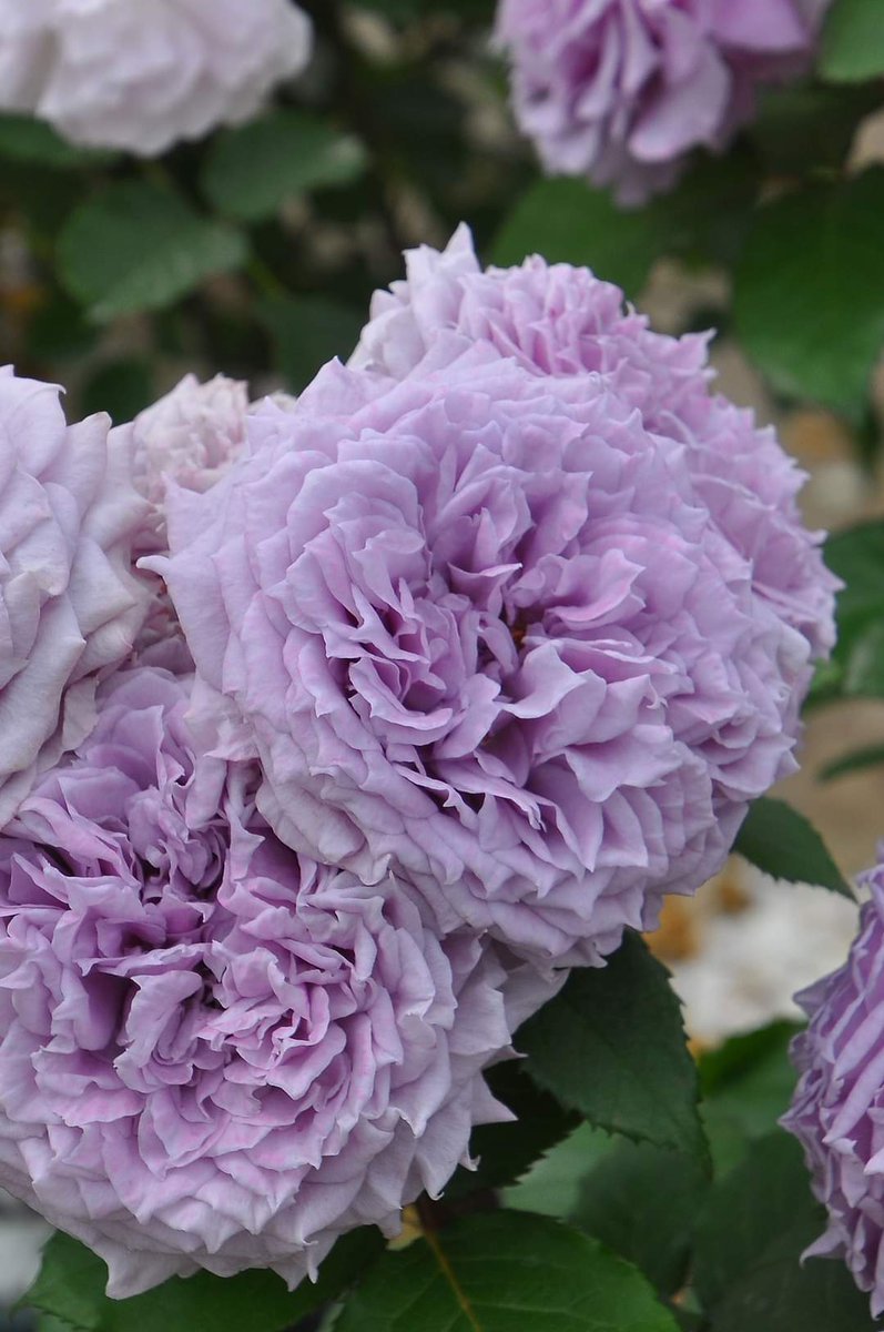 rosa_orientis's tweet photo. #コリンクレイヴン #ColinCraven
落ち着いた藤色に花弁の先がツンと尖る繊細な花形のロゼット咲き 中輪房咲きになり花保ちに優れる
【公式本店】https://t.co/e5ibFRyr60
【楽天店】https://t.co/XKU10CgDzA https://t.co/nH8a9qsHaB