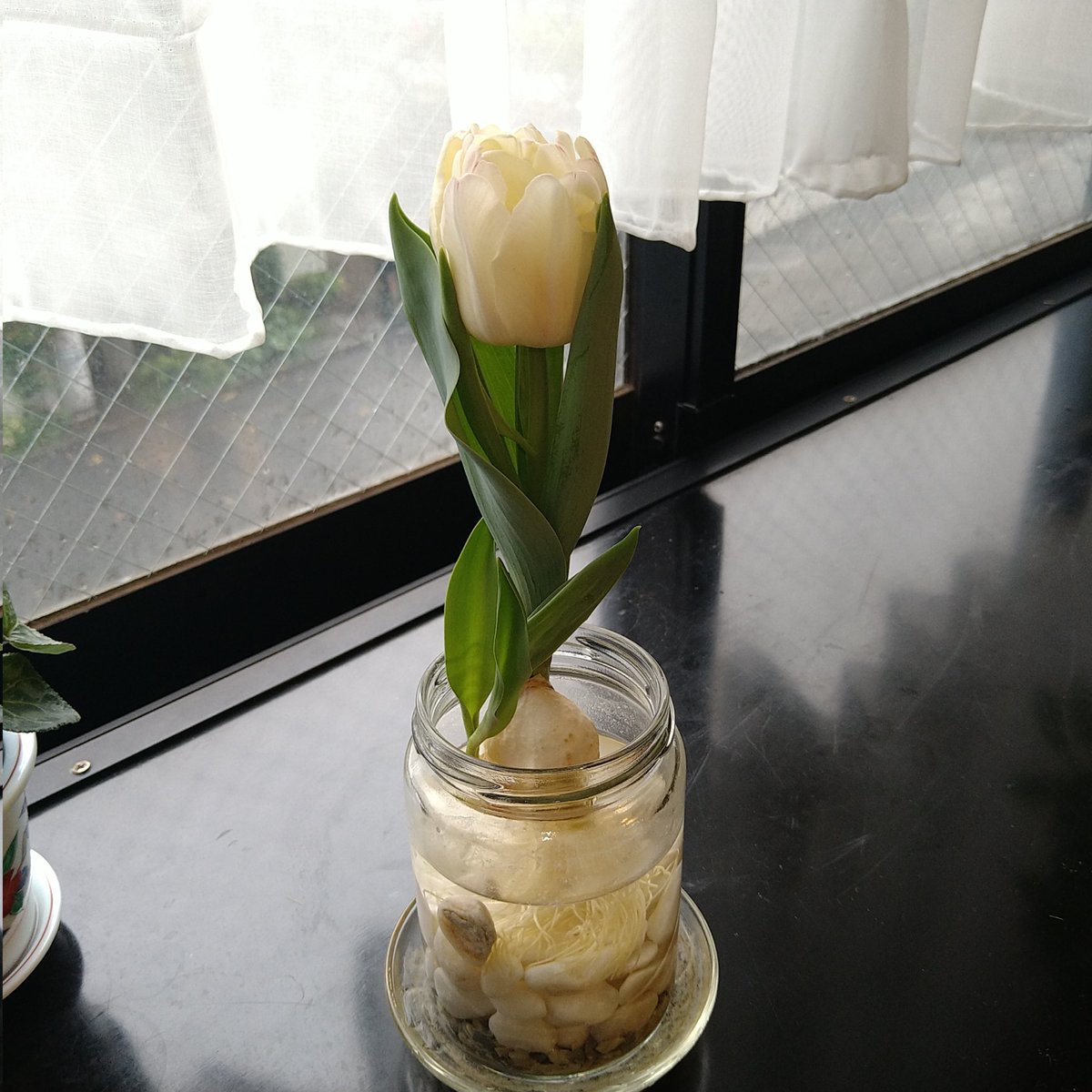 aromayou22's tweet photo. 咲きましたー！
全長12cmぐらい。
こんなに小さなチューリップを育てたのは初めてです😳
よーく見ると、白い花びらにちょんちょんとピンクの色素が！
かわいい〜✨ https://t.co/j4LPSbaKMt