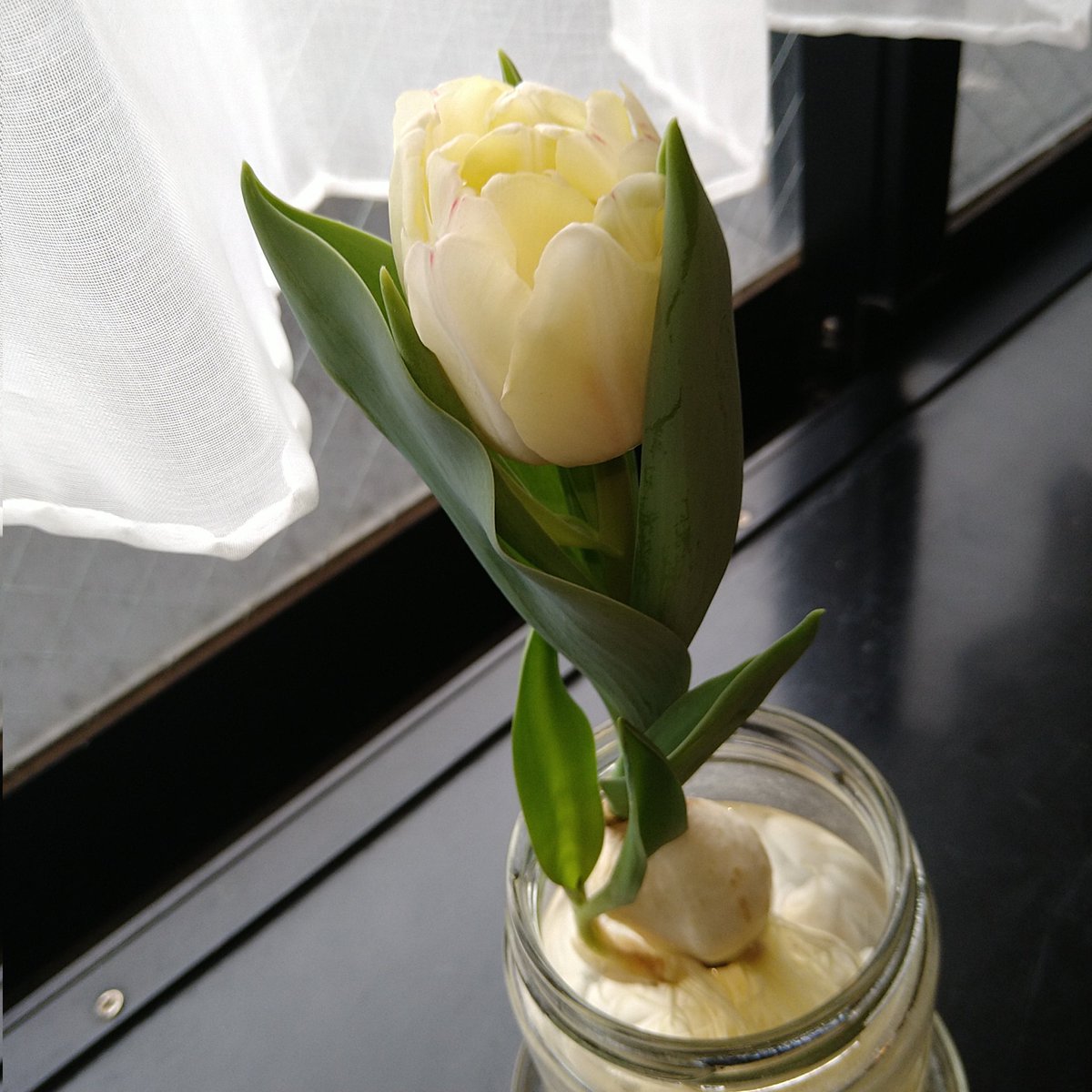 aromayou22's tweet photo. 咲きましたー！
全長12cmぐらい。
こんなに小さなチューリップを育てたのは初めてです😳
よーく見ると、白い花びらにちょんちょんとピンクの色素が！
かわいい〜✨ https://t.co/j4LPSbaKMt
