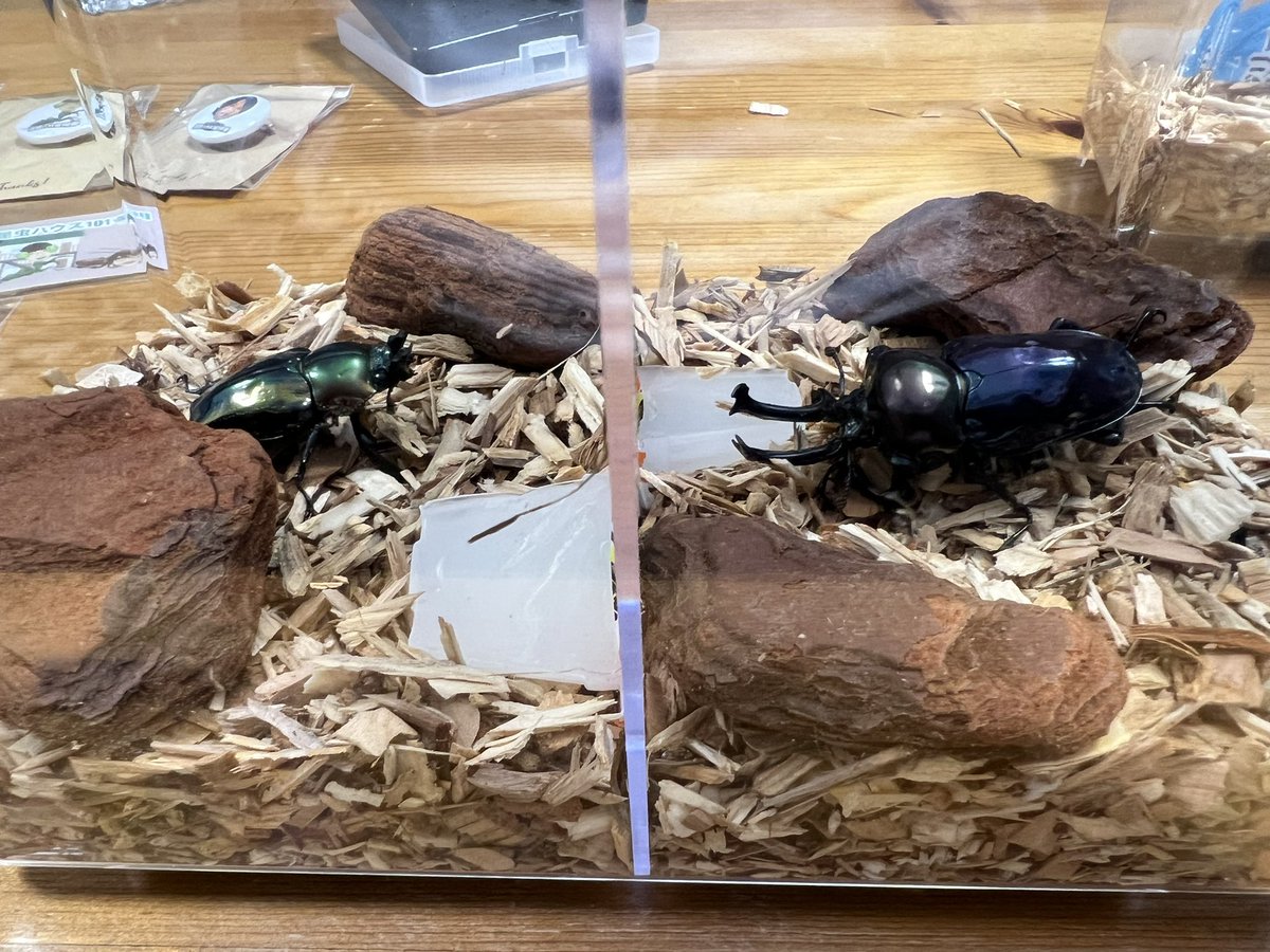 hosonagaiyatsu's tweet photo. 今日の戦利品✨
蜂丸さんの動画をみて虹色クワガタに興味が湧いて虹クワお迎えしちゃいました…
クワガタは未知の領域なので分からないことがあったら、先輩方には色々と教えて貰えたら有難いと思ってます🙇
#昆虫ハウス101 #Beetleon https://t.co/tFrDBVQ1LK