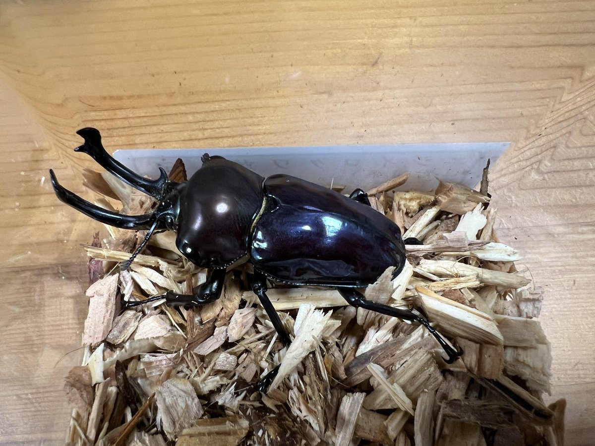 hosonagaiyatsu's tweet photo. 今日の戦利品✨
蜂丸さんの動画をみて虹色クワガタに興味が湧いて虹クワお迎えしちゃいました…
クワガタは未知の領域なので分からないことがあったら、先輩方には色々と教えて貰えたら有難いと思ってます🙇
#昆虫ハウス101 #Beetleon https://t.co/tFrDBVQ1LK