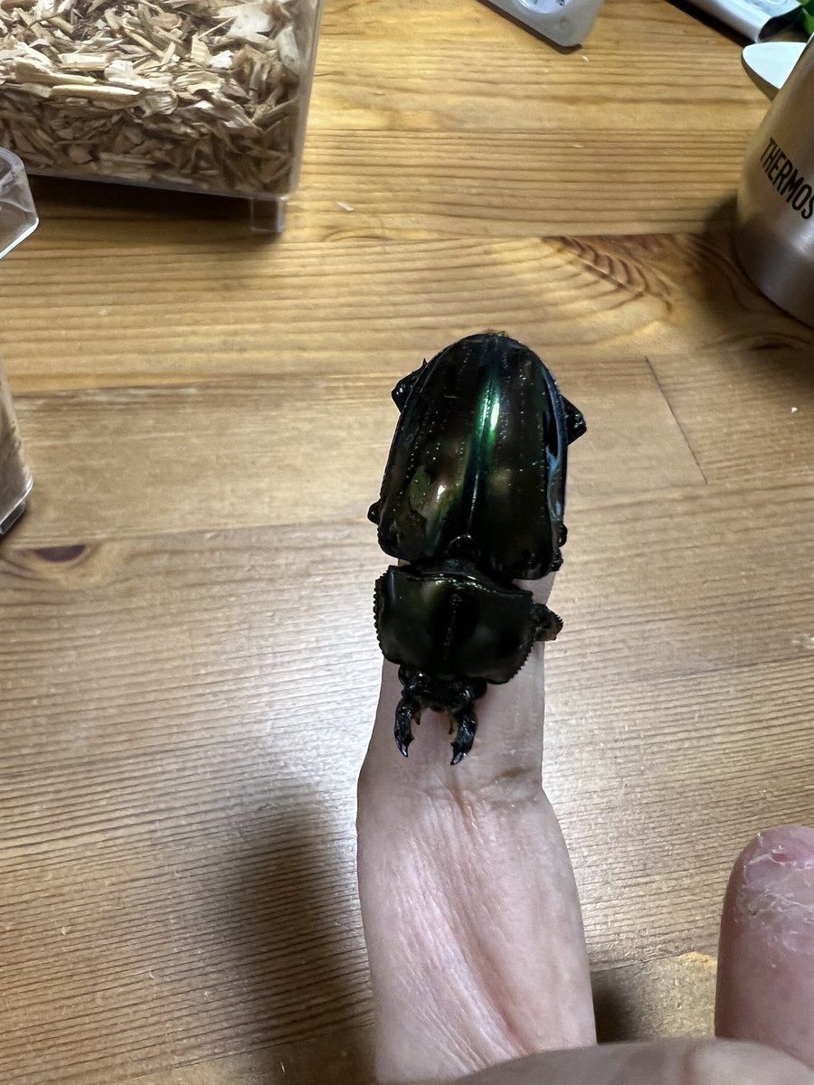 hosonagaiyatsu's tweet photo. 今日の戦利品✨
蜂丸さんの動画をみて虹色クワガタに興味が湧いて虹クワお迎えしちゃいました…
クワガタは未知の領域なので分からないことがあったら、先輩方には色々と教えて貰えたら有難いと思ってます🙇
#昆虫ハウス101 #Beetleon https://t.co/tFrDBVQ1LK