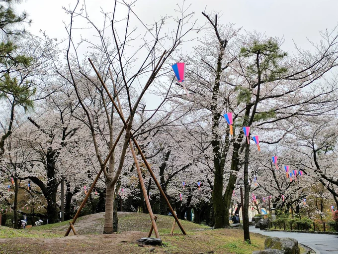 人が少ない…雨に濡れて重くなった桜もどことなくはかなし 