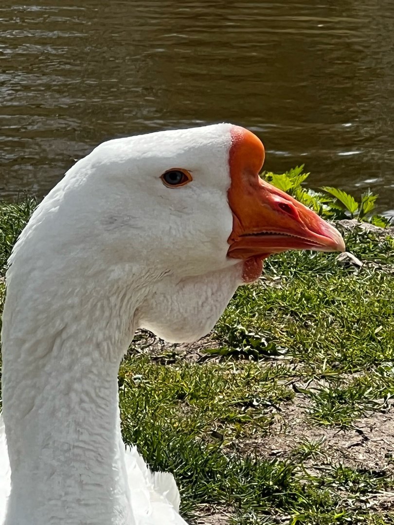 GoodlowJames2's tweet photo. Goose in a ribbon https://t.co/x4T8fBOSFU