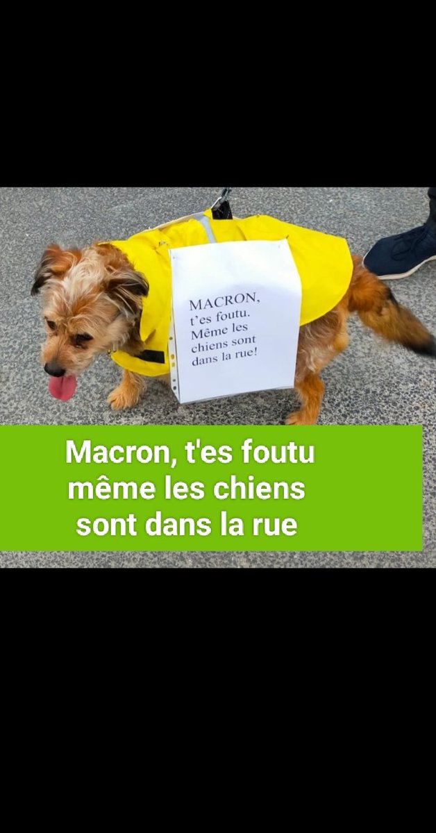 thibaud1453's tweet image. #Renzi fait 1%de suffrage universel,comme #Letta
Sans combine sénatoriale,il n'est person,n'a pas de niveau d'études ni expérce vie civile
Renzi fut promu chef de gouv non élu
Une fois vexé,dégagé grâce à la lutte ANTICORRUPTION #M5S⭐ il n'a fait que saborder la gauche italienne