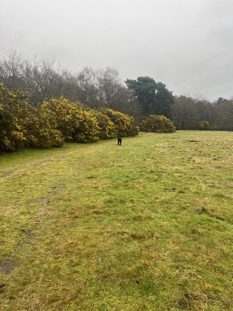 olive_blacklab's tweet photo. Jim does not like rain! He hasnโt realised if he walked faster it would be over quicker ๐#mrslow https://t.co/vCcgTsuSOY