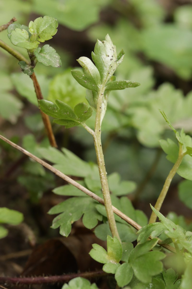 RPilze's tweet image. Puccinia adoxae ex Adoxa moschatellina

#Pucciniaadoxae #Puccinia #Adoxamoschatellina #Adoxa #Moschuskraut #rust #rustfungus #rostpilz #rost #moschatel #Moscatelline #Muscatelle #mushroom #mushrooms #fungus #fungi #pilz #pilze #champignons #champignon #nature #natur