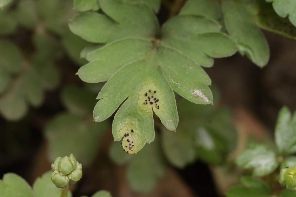 RPilze's tweet image. Puccinia adoxae ex Adoxa moschatellina

#Pucciniaadoxae #Puccinia #Adoxamoschatellina #Adoxa #Moschuskraut #rust #rustfungus #rostpilz #rost #moschatel #Moscatelline #Muscatelle #mushroom #mushrooms #fungus #fungi #pilz #pilze #champignons #champignon #nature #natur