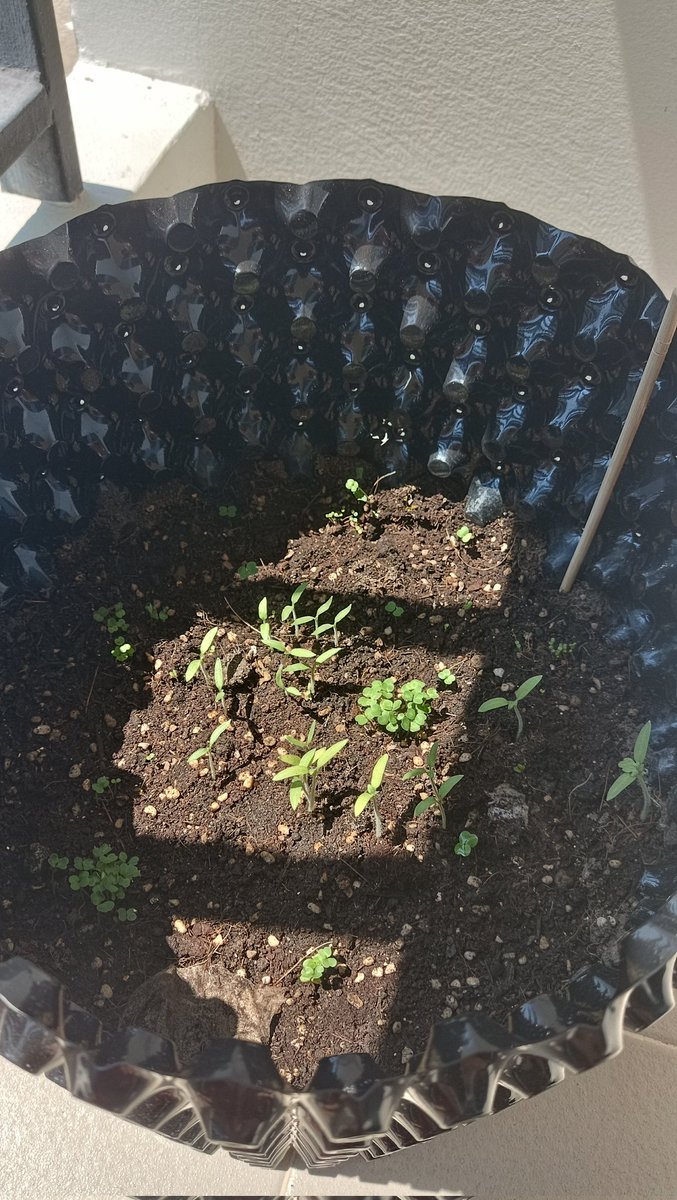 Tomato and salad