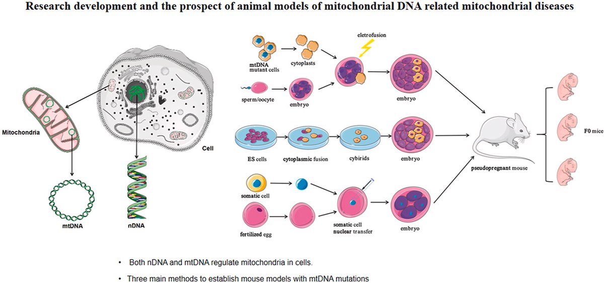 Good morning Mito-friends, don't miss this very interesting selection of papers related to #mitochondrialmedicine presorted by  
<a href="/Bims_BiomedNews/">Bims: Biomed News</a>
biomed.news/bims-mitmed/20…