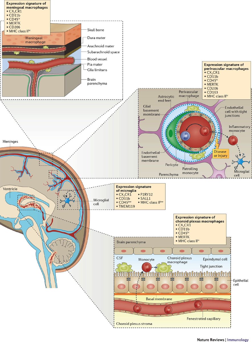 DrPharmDMDTh's tweet photo. 🧠Microglia and macrophages in brain

#neuroscience #stroke #neurotwitter #vascular  #Neurotwitter #MedTwitter #MedStudentTwitter 
#MedEd #brain #neurology #anatomy #medicine https://t.co/O5mhV4ijft