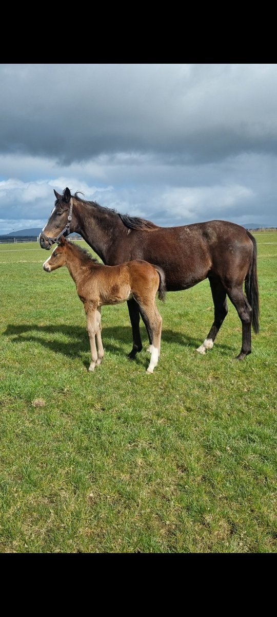Alkumait x Adeste. Good stamp of a foal at 21 days old. Looks fairly typical of his sire who seems to be stamping his stock well. #Alkumait #capitalstallions
