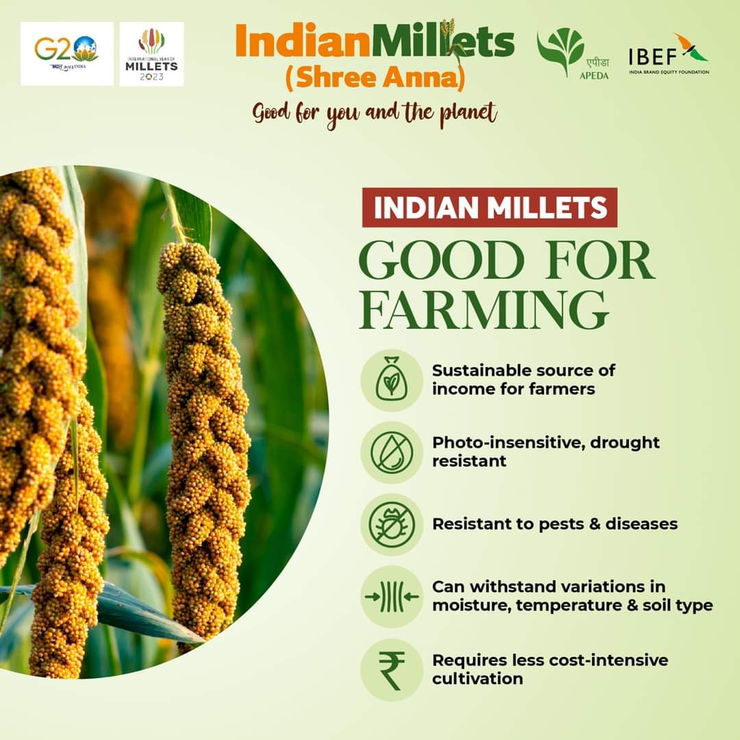 Brands_India's tweet photo. Indian Millets are dual-purpose crops. It is cultivated both as food & fodder, thus providing food security to millions of households & contributing to economic efficiency of farming.
Register Now for the Virtual Trade Fair for Millets: https://t.co/4Q63wT5G5k
#IYM2023 #APEDA https://t.co/OZJATqNcUg