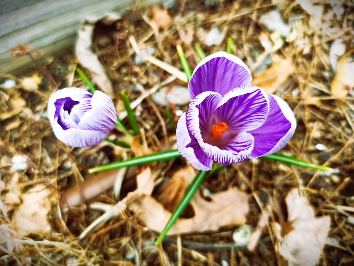 Pisarkanna's tweet photo. It's finally starting to feel like spring 🌸 https://t.co/QsMh0YV2ey