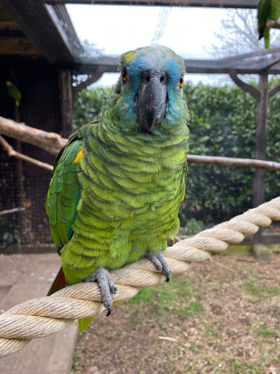WelshMountainZo's tweet photo. We love it when our keepers send us cute pictures of Rosie! 🥰
#KeeperPics #BlueFrontedAmazonParrot #AmazonAviary #SupportingConservation #WelshMountainZoo #NationalZooOfWales #Snowdonia360 #TenTop https://t.co/zbDjENNTQK