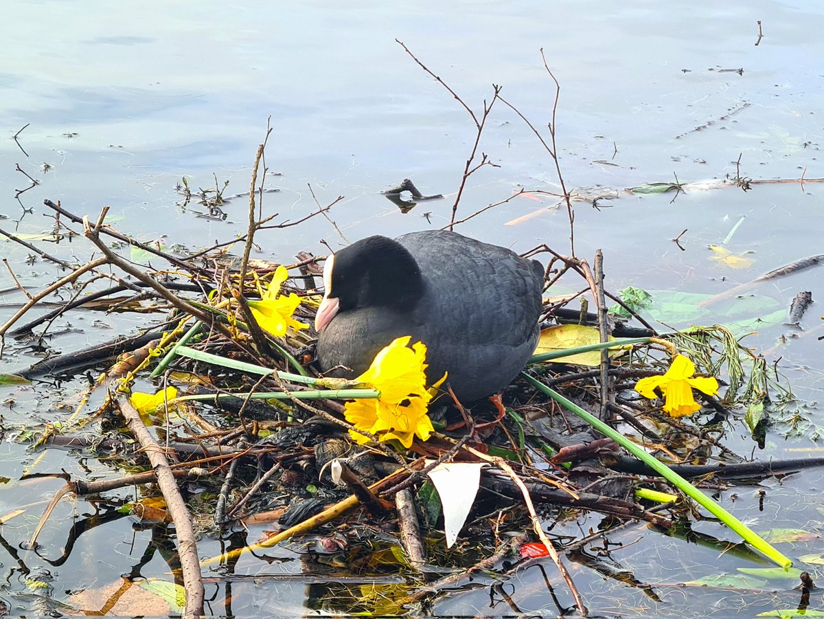 Coot's nest, Victoria Park, Glasgow. An eclectic mix of sticks, daffodils and discarded plastics.

#glasgow #victoriapark #urbanwildlife #urbannature #glasgowparks #citywildlife #birds #coots #birdphotography #wildlifephotography #naturephotography #daffodils #glasgowwildlife