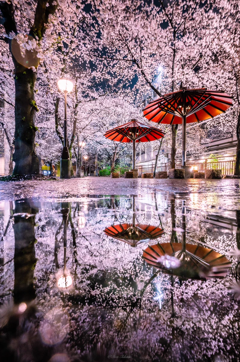 なんてキレイなの！？桜散らしの雨の絶景！