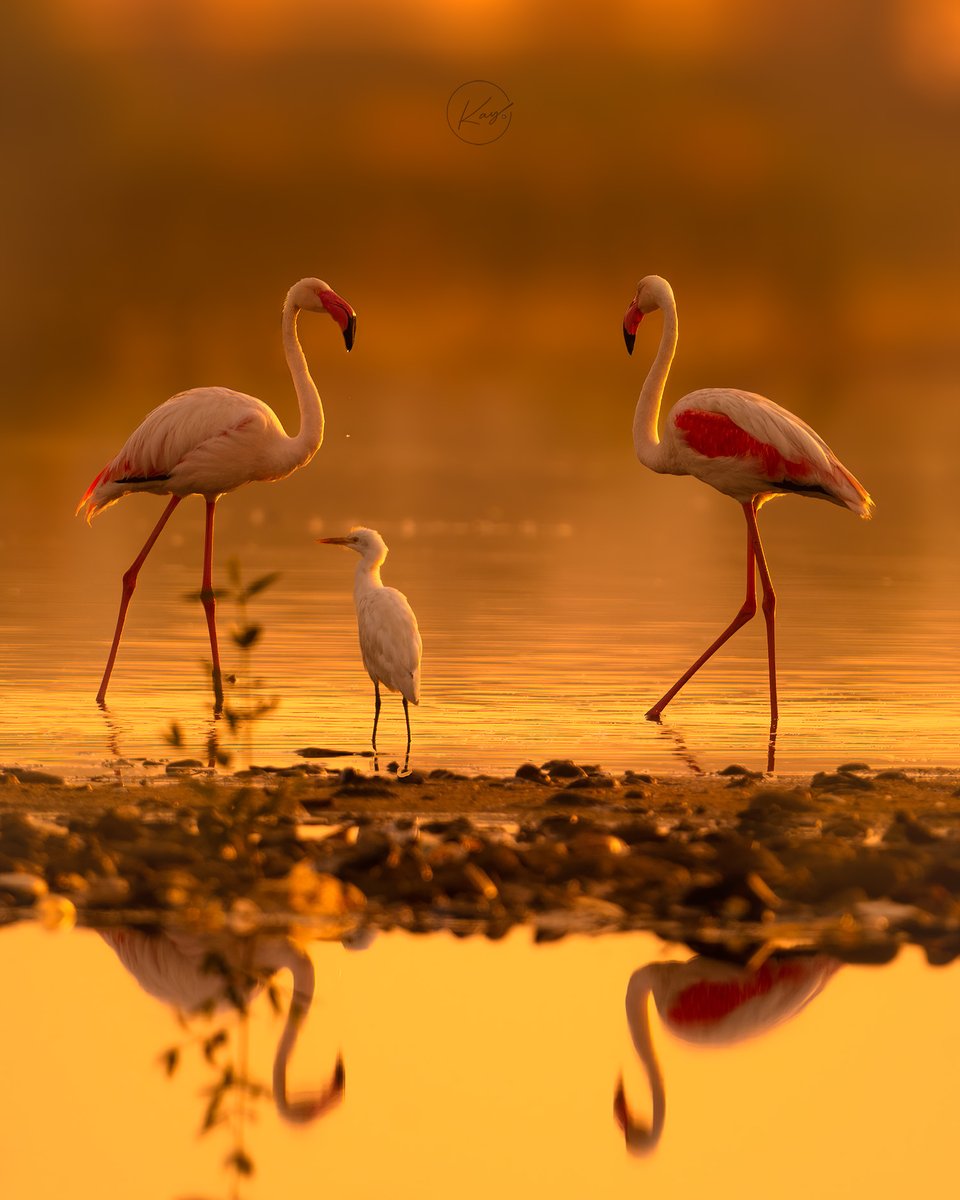 kishore4k's tweet photo. #Flamingos in #Golden Hours of #morning 
#Karachi Urban forest
March #2023
#wildlifephotography @OrnithoPakistan @Masoodlohar #DawnNews https://t.co/DCH5ZeYmFW
