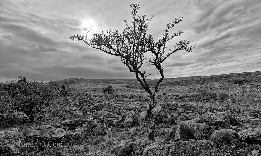 The Burren (25 03 2023)

#blackandwhitephotography #blackandwhitephoto #landscapephotography #photography #landscape #nature #trees @visitBurren #thephotohour