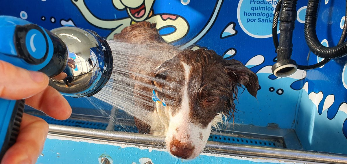 iparatx's tweet photo. Invertir en valor
«Tenéis muchos sueños, buscáis la fama. Pero la fama cuesta y aquí es donde vais a empezar a pagar. Con sudor». #Fame
#Freyja #BorderCollie #DogWashing #ConLaCaraLavá #MorningRoutine #LaPelirroja #TeLaGuardo https://t.co/T2pcIb4EU5