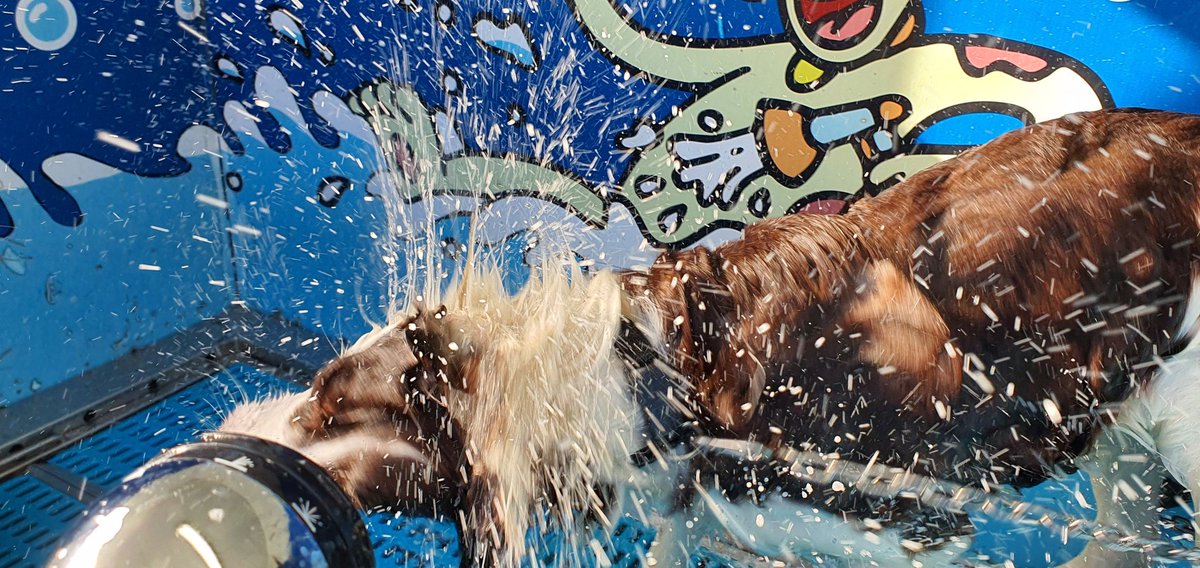 iparatx's tweet photo. Invertir en valor
«Tenéis muchos sueños, buscáis la fama. Pero la fama cuesta y aquí es donde vais a empezar a pagar. Con sudor». #Fame
#Freyja #BorderCollie #DogWashing #ConLaCaraLavá #MorningRoutine #LaPelirroja #TeLaGuardo https://t.co/T2pcIb4EU5