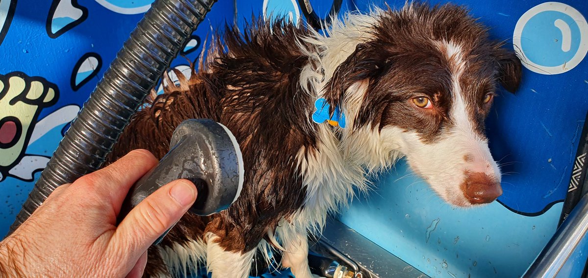 iparatx's tweet photo. Invertir en valor
«Tenéis muchos sueños, buscáis la fama. Pero la fama cuesta y aquí es donde vais a empezar a pagar. Con sudor». #Fame
#Freyja #BorderCollie #DogWashing #ConLaCaraLavá #MorningRoutine #LaPelirroja #TeLaGuardo https://t.co/T2pcIb4EU5