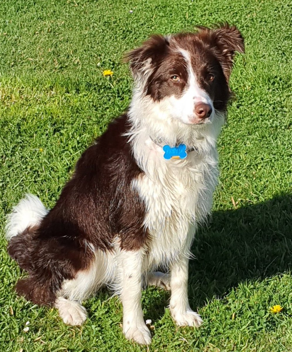 iparatx's tweet photo. Invertir en valor
«Tenéis muchos sueños, buscáis la fama. Pero la fama cuesta y aquí es donde vais a empezar a pagar. Con sudor». #Fame
#Freyja #BorderCollie #DogWashing #ConLaCaraLavá #MorningRoutine #LaPelirroja #TeLaGuardo https://t.co/T2pcIb4EU5