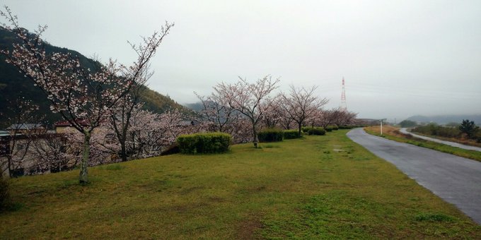 雨の隙間をラン🏃　全然隙間ではなくシャワーランでした😭　河川敷の桜は来週前半で満開で週末には秒速5センチメートルですかね