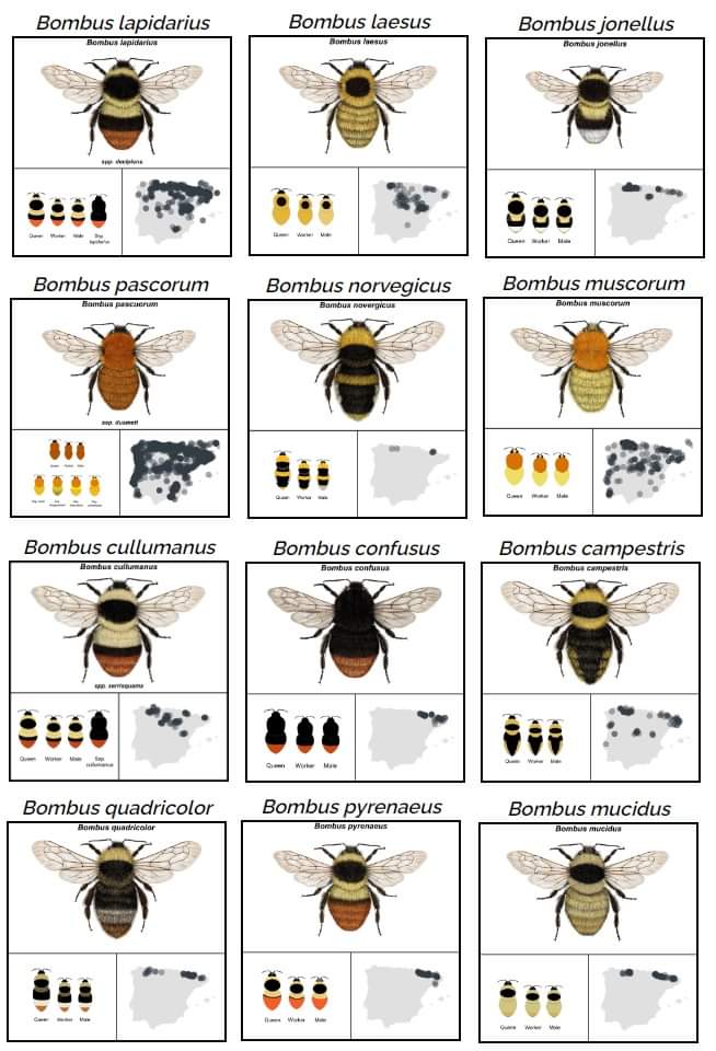 JoseMAdsuara's tweet photo. Abejorros ibéricos 

Fuente: Hymenoptera research https://t.co/istwQwJ51q