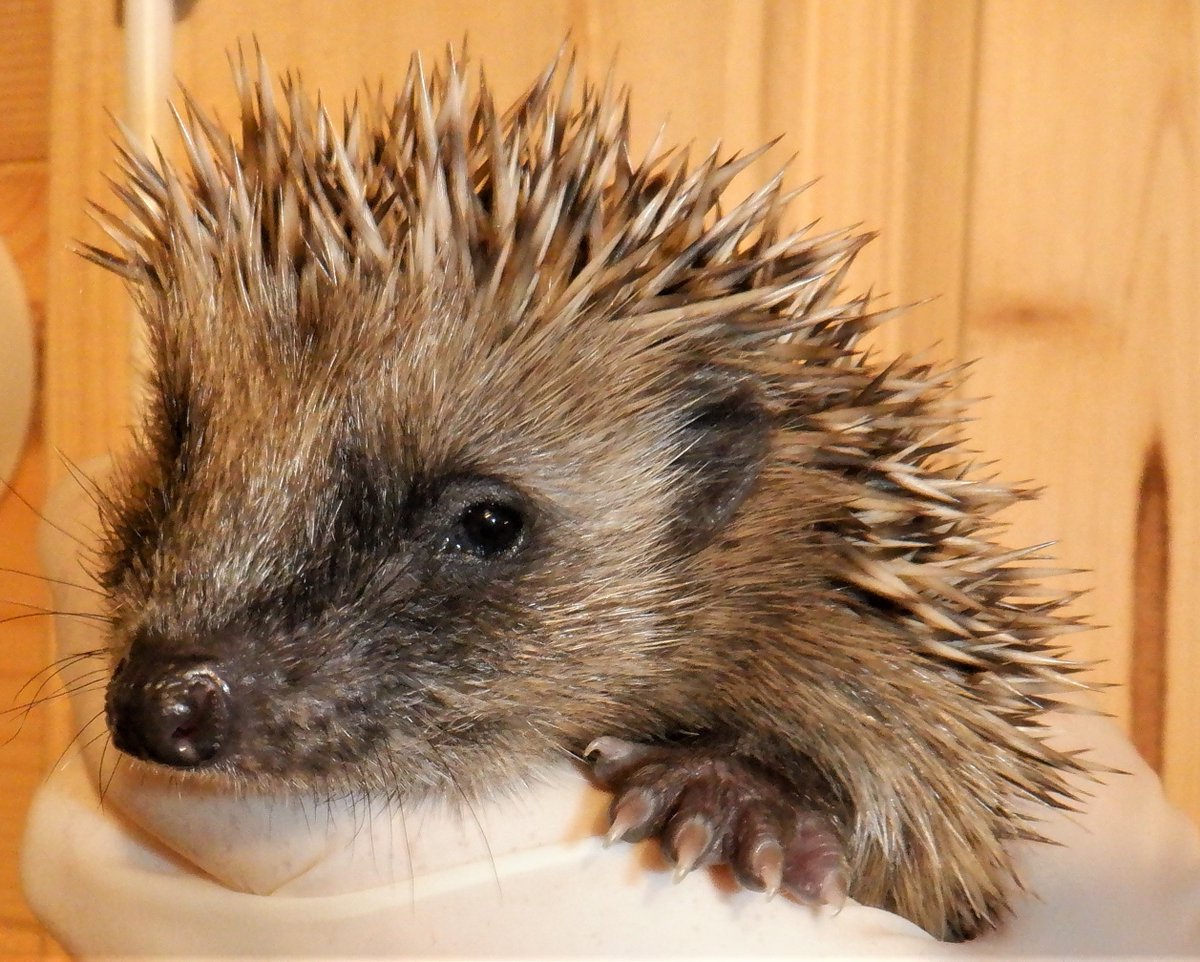 Are you busting to mow your lawn?
Please don't. 
Wait a month.
Right now the hedgehog's future meals are overwintering in that long grass. 
And our future depends on the pollinators, whose first precious meal comes from the dandelions you'll allow to grow.
The future is unmown.