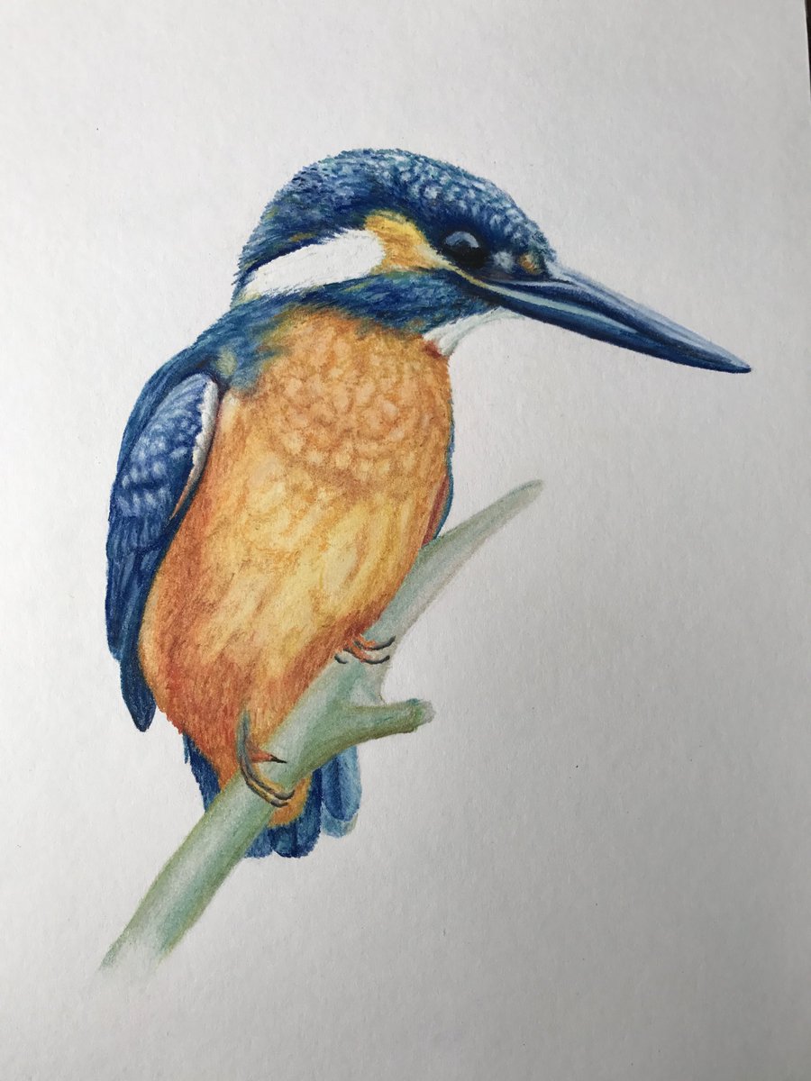 Tag 26 im #AnimalMarch 
Ein Eisvogel aus dem Archiv.