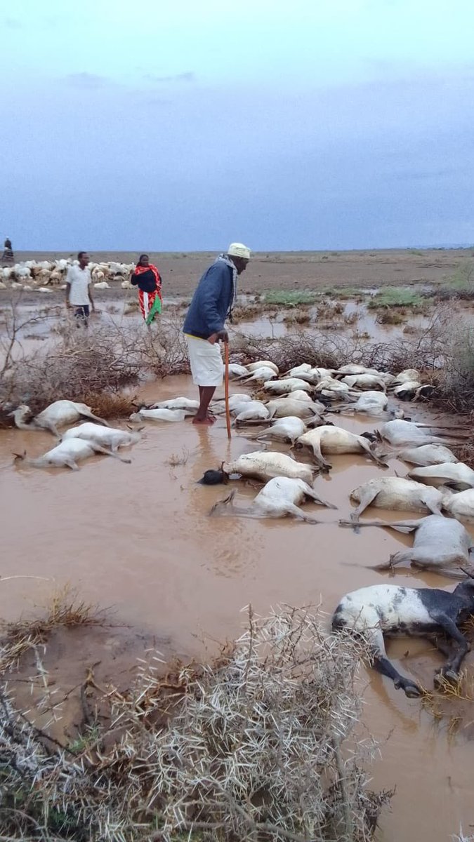 This is North Horr, Marsabit county, Kenya. After a prolonged drought, pastoralists are experiencing the next calamity in the form of floods. Whatever Livestock survived the devastating drought are now dying from floods. Climate change impacts continue to hit the poorest harder