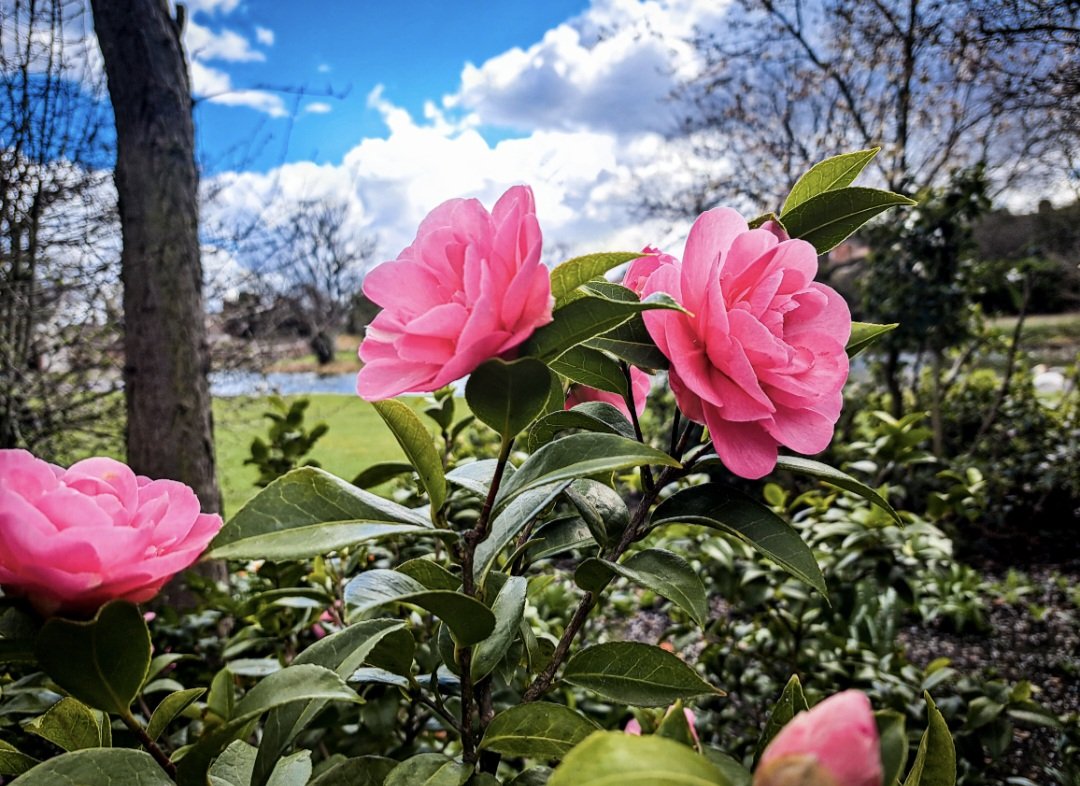 AJS0391's tweet photo. The gardens at our wedding venue are just lush 😍 

#Gardens #wedding #weddingvenue #lush #beautiful #weddingcountdown #tobemarried #excited #flowers #trees #nature #photograph https://t.co/IvprkFWKtK