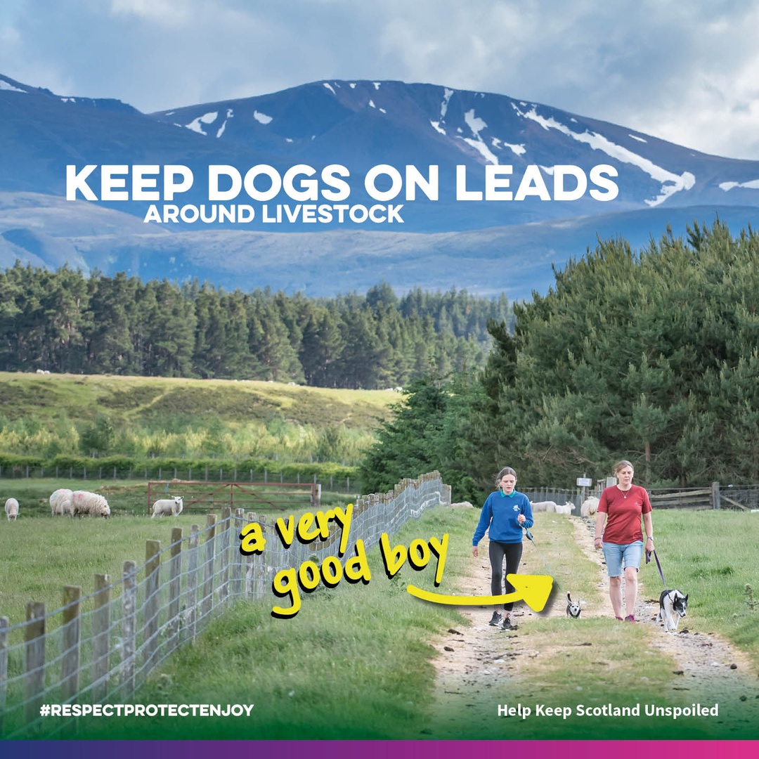 VisitScotNews's tweet photo. It's lambing season in #Scotland. If visiting the countryside, please help our farmers by keeping dogs on leads around livestock 🐶🐑
#RespectProtectEnjoy https://t.co/pxGzHmogbn