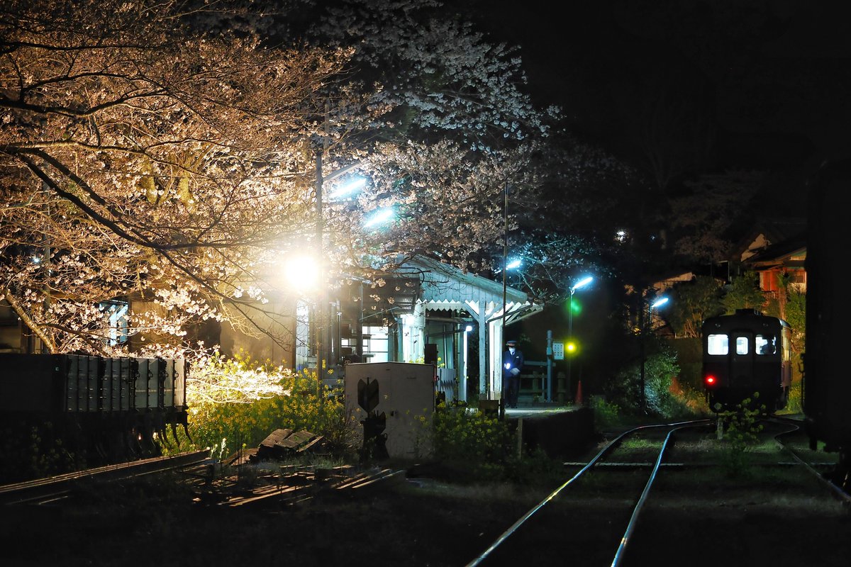 inemuri604's tweet photo. 里見駅の交換はキハ200同士でシャッター切るオイラは小躍り(笑)
#小湊鐵道
#里見駅
#桜
#キハ200
#OLYMPUS
#OM1
#40150pro https://t.co/aM75QLIVIJ