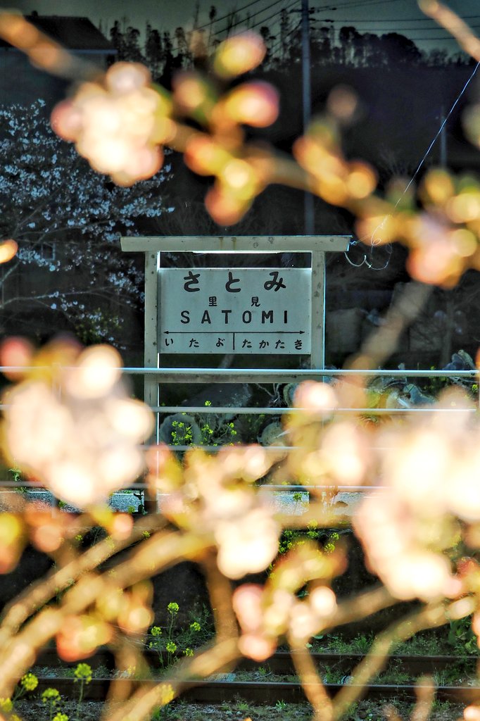 inemuri604's tweet photo. 里見駅の交換はキハ200同士でシャッター切るオイラは小躍り(笑)
#小湊鐵道
#里見駅
#桜
#キハ200
#OLYMPUS
#OM1
#40150pro https://t.co/aM75QLIVIJ