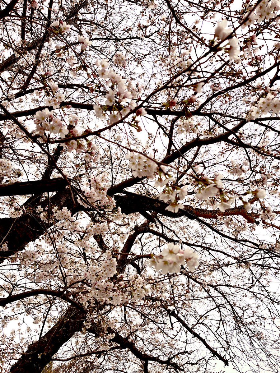 本当は完成するまで上げたくないけど進捗上げなきゃ死ぬマンなので昨日撮った🌸を添えて。間に合え(念) 