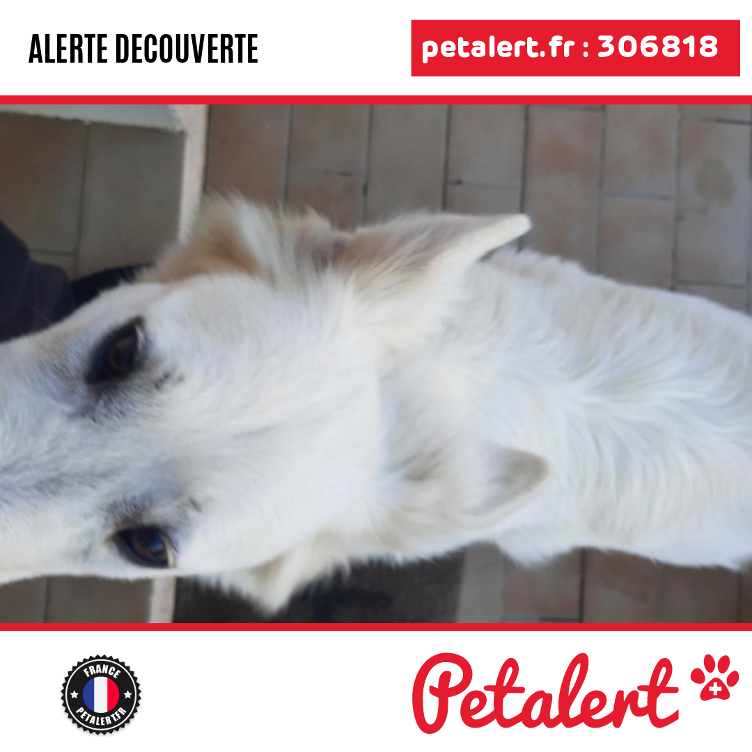 petalert_france's tweet photo. Trouvé #Chien #PyreneesOrientales #SaintEsteve #Petalert #PetAlert66 / https://t.co/STLbOorhKc https://t.co/weFVCLGZ1M