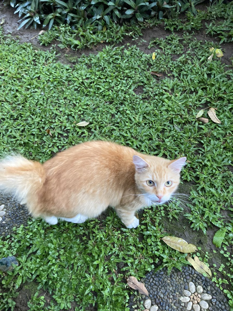 hejbew's tweet photo. twitterrr i need ur help 🙀

ditemukan kucing oren betina pake kalung di sekitaran cigadung kota bandung. buat yang merasa kehilangan bisa dm ya! thanks https://t.co/Cfb5nLwZHO