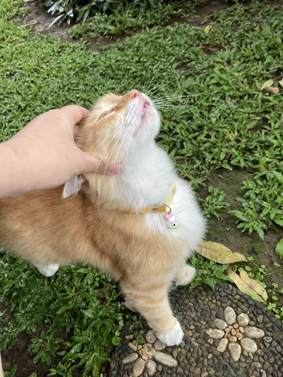 hejbew's tweet photo. twitterrr i need ur help 🙀

ditemukan kucing oren betina pake kalung di sekitaran cigadung kota bandung. buat yang merasa kehilangan bisa dm ya! thanks https://t.co/Cfb5nLwZHO