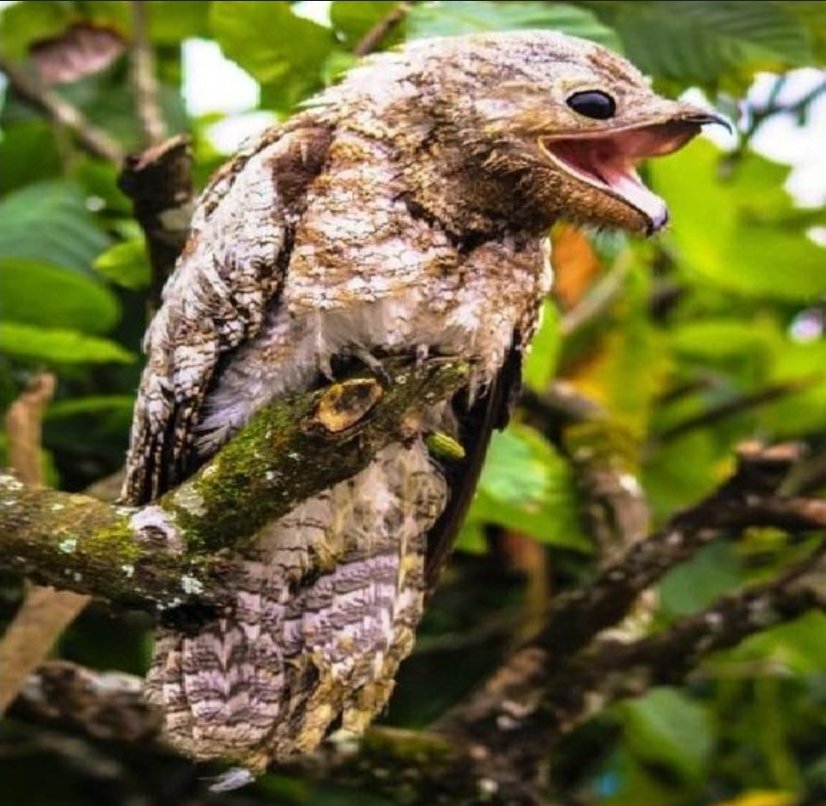 AGirlThatMakes1's tweet photo. @akiiame Potoo! https://t.co/vUsbzQPvL6
