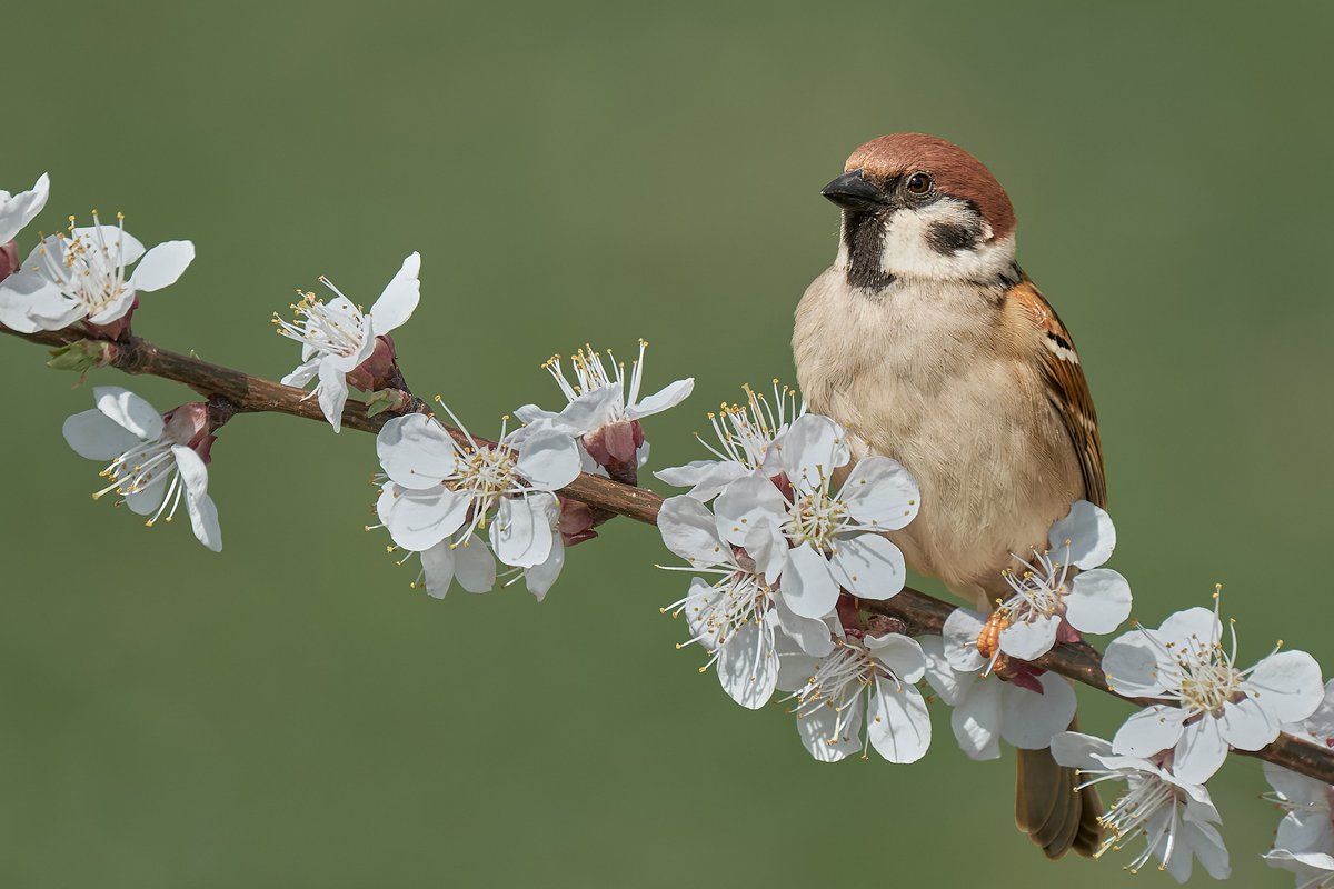 THANASIGOUNARIS's tweet photo. 🐦🌼 Τσίου τσίου το πουλί "Ήρθε η Άνοιξη" κελαηδεί 🎶
Απολαύστε την ανοιξιάτικη φύση που έχει φορέσει τα καλά της, φτερωτά και λουλουδάτα 😊!
#SpringAlive
📷 Andrei Prodan https://t.co/UUduogHdlM