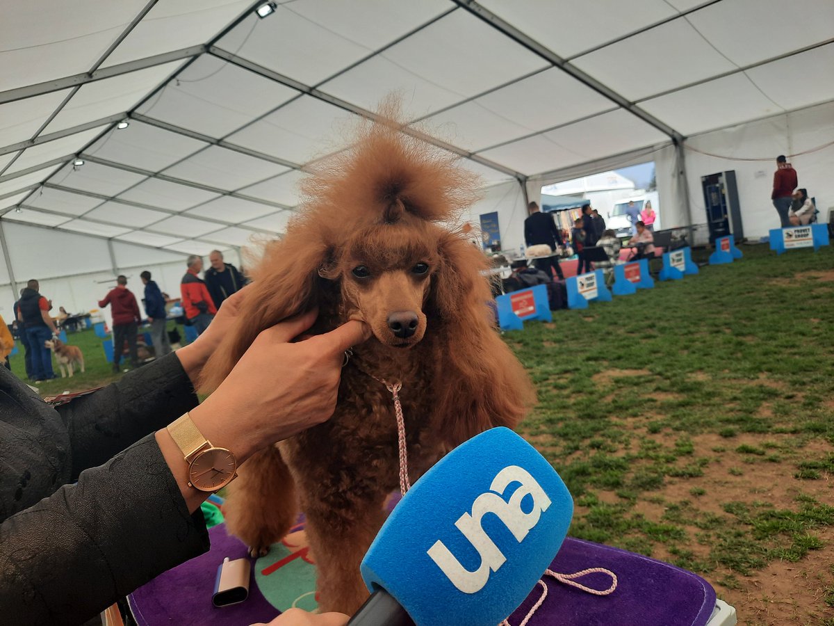 MoravacNevena's tweet photo. Međunarodna izložba pasa u Banjaluci. Više u Una danu u 18.30. 🐩
@unatelevizija #unabih https://t.co/hlzVRVdUhM