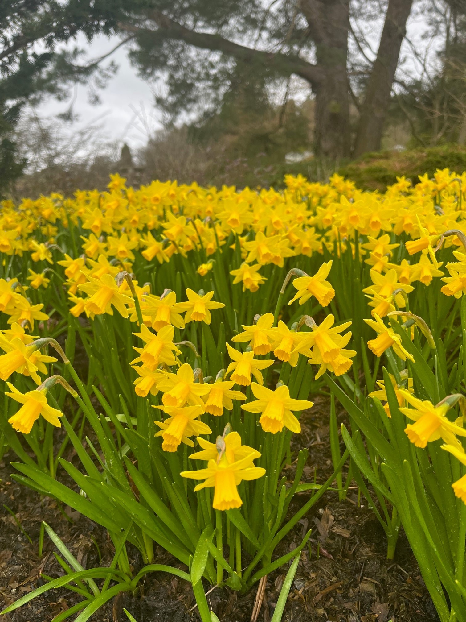 Daffodils / RHS Gardening