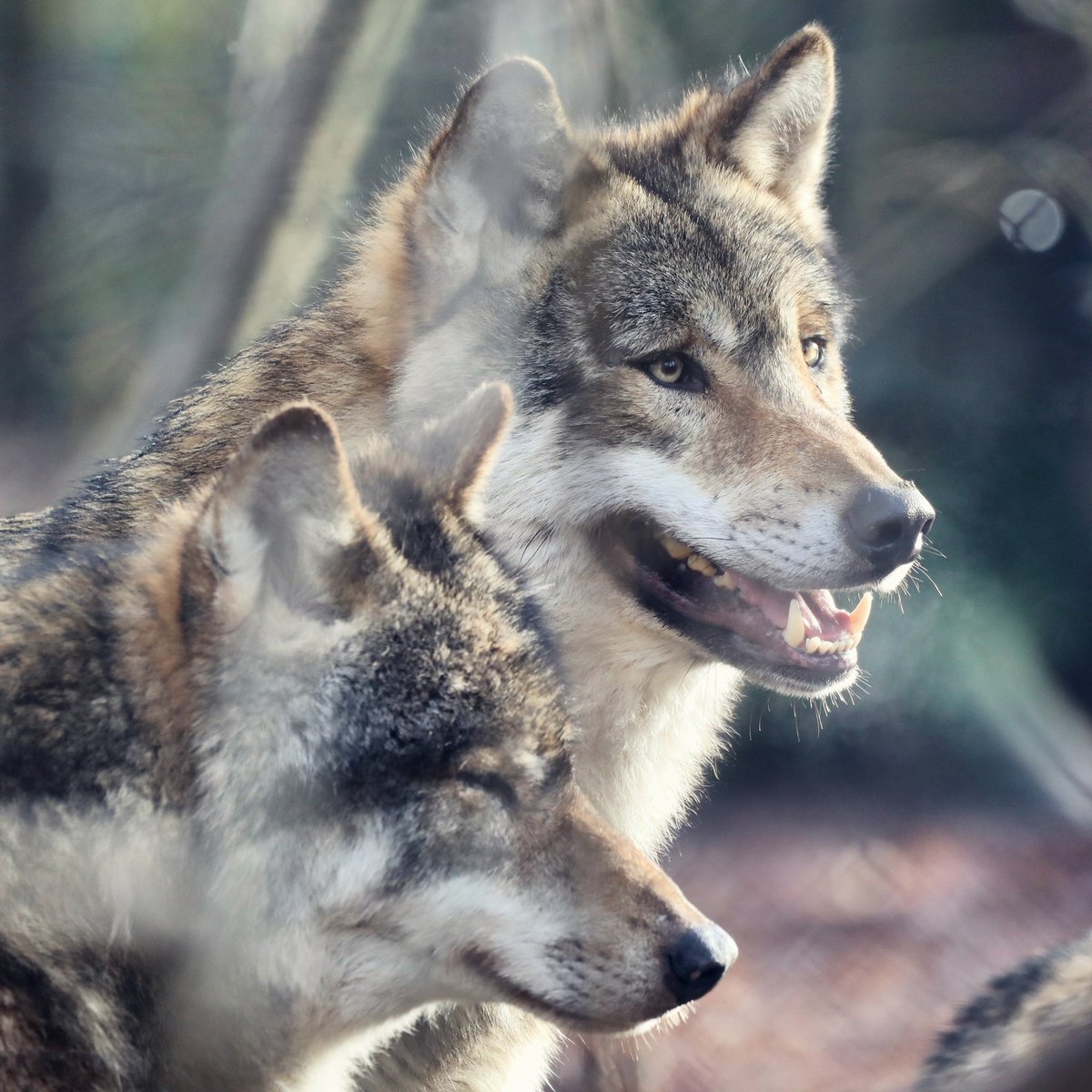DBKfromOWL's tweet photo. Wolves
#weekendlover #bielefeld #ostwestfalen #westfalen #teutoburgerwald #wolf #forest #liebefeld #owl #portrait #animaladdicts #teutoliebe #meinbielefeld #nature #hiking #outdoor #wandern #hermannsweg #wanderlust #geocaching #animalportrait #wolfsland #waldläufer https://t.co/u0AtezgZ2r