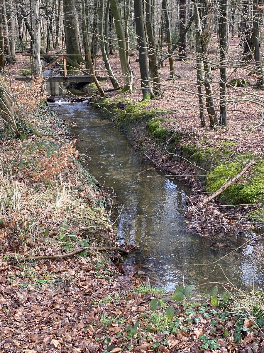 sadolli68's tweet image. #Friedwald #Bramsche (gestern)
#Bachlauf