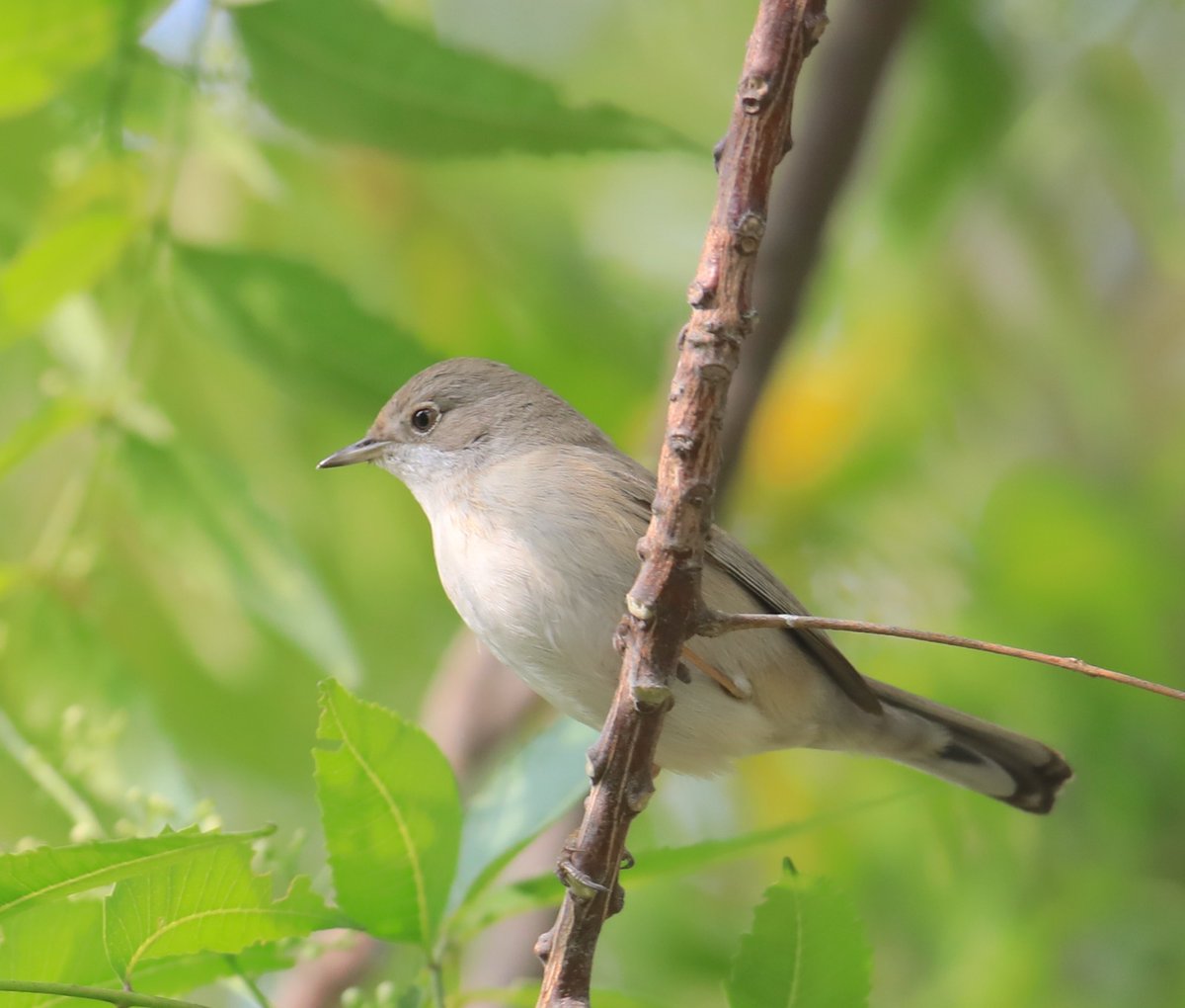 Common whitethroat this bird wouldn't sit still for one second, hunting for food in the trees 
#bird #birds #BirdsOfTwitter #birdphotography #birding #birdwatching #uae #TwitterNatureCommunity #BirdTwitter #BirdsSeenIn2023 #BirdsList #wildlife