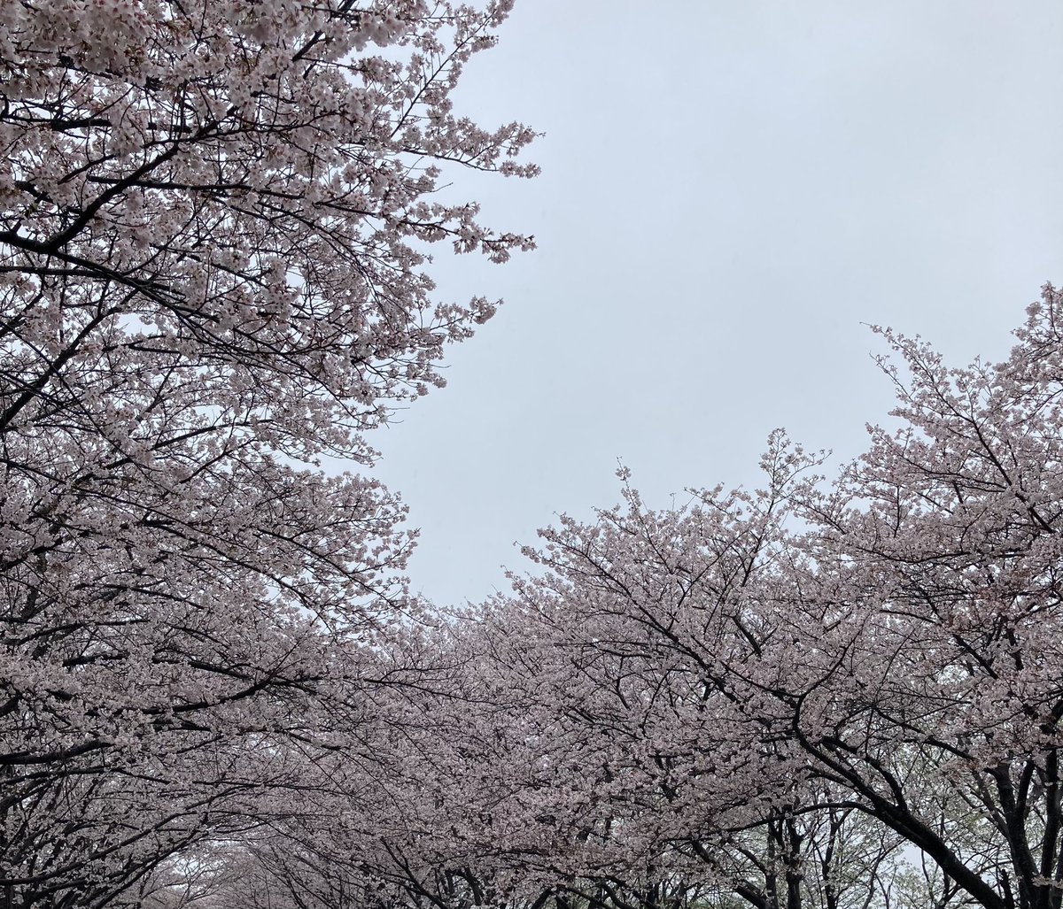 桜きれいでした🌸
私の腕ではきれいさが伝わらないけども… https://t.co/b0dAMuqJwm