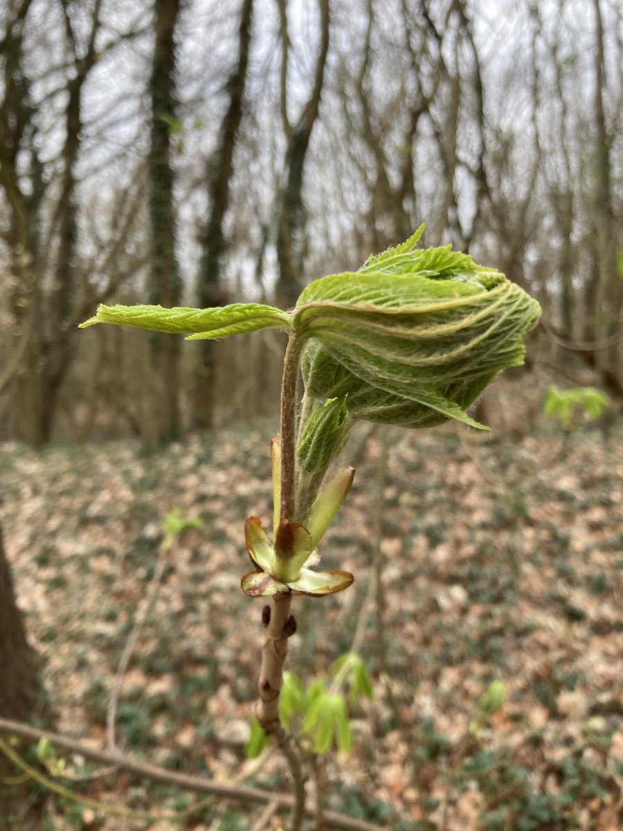 BoswachterFred's tweet photo. Mooi om te zien hoe de kastanjeboom zijn bladeren tevoorschijn tovert. #staelduinsebos @ZHLandschap @Bezoek_westland @FloraNederland https://t.co/Fqxr8zvjNX