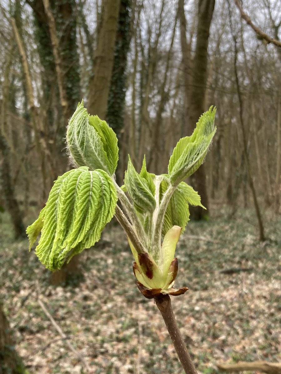 BoswachterFred's tweet photo. Mooi om te zien hoe de kastanjeboom zijn bladeren tevoorschijn tovert. #staelduinsebos @ZHLandschap @Bezoek_westland @FloraNederland https://t.co/Fqxr8zvjNX